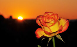 020 - untergehende-Rose